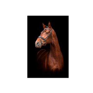 Cuadro Cara Caballo Rafe 120x90x5cm - Ekonomodo Colombia