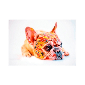 Cuadro Perro Color Hogar Venecia XL