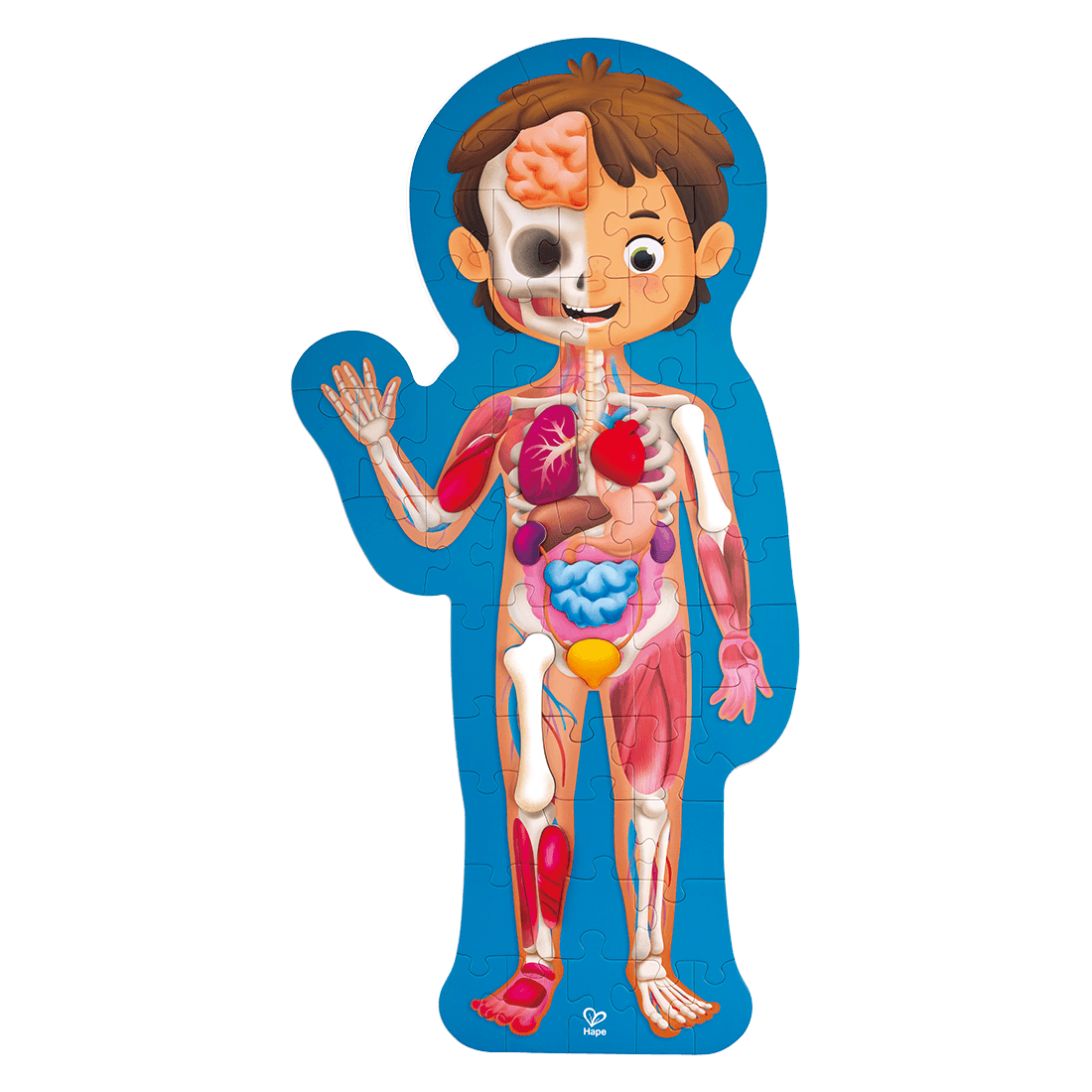 Rompecabezas Cuerpo Humano 60 Piezas Hape Knasta Colombia